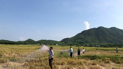 Khánh Hòa: Tăng cường bảo vệ đàn chim yến