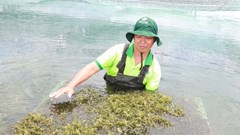 Khánh Hòa: Liên kết trồng rong nho theo hướng bền vững