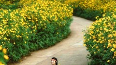 Giữa đại ngàn, Dã quỳ Chư Đang Ya nở rộ gọi mùa về