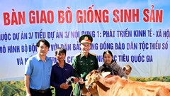 Gia Lai: Tặng 42 con bò giống cho đồng bào DTTS và hộ nghèo