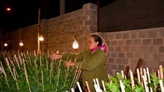 Gia Lai: Chong đèn thắp sáng vườn hoa cúc, giữ hẹn mùa Xuân