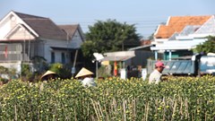 Khánh Hòa: Làng hoa cúc Ninh Giang rộn ràng vào vụ Tết