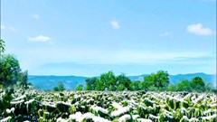 Tinh khôi mùa hoa cà phê nơi đại ngàn