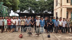 Gia Lai: Bắt giữ 31 đối tượng tham gia đá gà