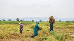Gia Lai: Chung tay thu hoạch lúa, giảm thiệt hại cho người dân sau mưa lớn