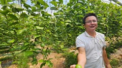 Chanh dây bén rễ trên vùng đất khó Nam Khánh Hòa