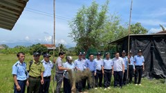 Khánh Hòa: Tình trạng bẫy chim trời vẫn hoành hành 