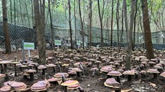 Đánh thức tiềm năng dược liệu Tây Nguyên