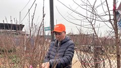 Quất đào rực rỡ cận Tết, người mua vẫn thưa thớt