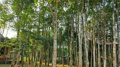 Cây dó trầm giúp người dân miền núi “thoát nghèo” 