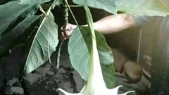 Hái rau rừng về nấu ăn, 3 người trong gia đình nhập viện cấp cứu