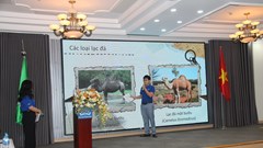 Khẳng định vai trò của lạc đà trong văn hoá Ả-rập Xê-út