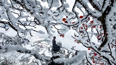 Hoa anh đào Nhật nở rực rỡ tại Fansipan chào đón năm mới