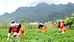 Lập hội đồng thẩm định điều chỉnh phát triển KT-XH dân tộc thiểu số và miền núi