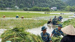 Tập trung chỉ đạo, triển khai các biện pháp nhanh chóng phục hồi sản xuất nông nghiệp sau bão số 3 và mưa lũ