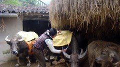 Chủ động phòng, chống rét đậm, rét hại kéo dài