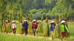 Đặc sắc chiếu cói Hoài Nhơn