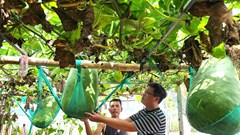 Về Xứ Nẫu, trải nghiệm làng bí đao khổng lồ