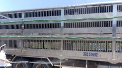 Gia Lai thành lập “nóng” 4 chốt kiểm soát dịch bệnh động vật liên ngành