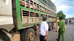 Gia Lai tạm giữ xe chở lợn có dấu hiệu nhiễm bệnh