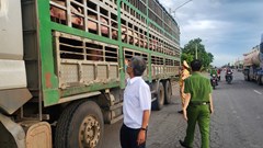 Gia Lai tăng cường phòng chống dịch tả lợn châu Phi