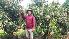 “Ông chủ nhãn triệu phú” ở vùng đất đỏ khô cằn