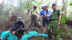 Gia Lai thả 4 cá thể động vật quý hiếm vào rừng tự nhiên
