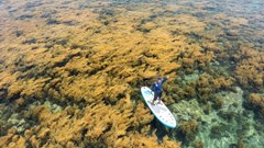 Làng chài ở bán đảo Phương Mai “trình làng” sản phẩm hút khách du lịch