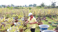 Nhà vườn tất bật “phẫu thuật” cho cây mai sau Tết