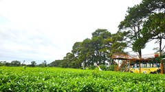 Gia Lai: Giữ nguyên hơn 62ha chè ở Biển Hồ để tạo cảnh quan đặc trưng gắn với du lịch