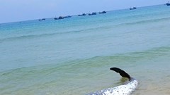 Cá voi mắc cạn rồi chết ở vùng biển Gia Lai là cá voi mõm khoằm Cuvier