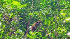 Thả 31 động vật nguy cấp, quý hiếm về môi trường tự nhiên