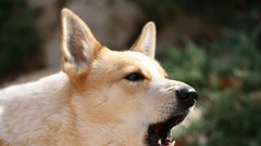 Trách nhiệm pháp lý của chủ nuôi đến đâu?