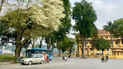 Hoa sưa nở trắng trời Hà Nội: Các cung đường “hút” người check-in 