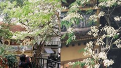 “Cà phê chữa lành” với hoa sưa: Các điểm ngắm đẹp nhất Hà Nội