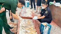 Gần 1,2 tấn ngà voi: Người tiêu dùng và trách nhiệm với động vật hoang dã