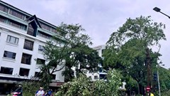 Không cây nào sống tốt với vải bạt quấn rễ