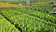 Bài 2: Chắp hương rừng về phố