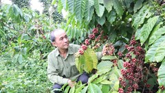 Siết chặt trách nhiệm canh tác