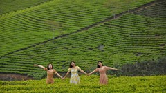 Lễ hội Trà quốc tế sẽ diễn ra gần một tháng tại Lâm Đồng