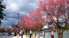 Lâm Đồng: Sẽ tổ chức Lễ hội hoa Mai Anh Đào - Đà Lạt