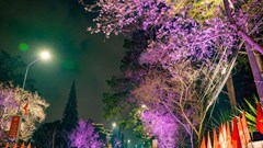 Khai mạc đường hoa ánh sáng, nghệ thuật “Sáng tạo cùng hoa mai anh đào Đà Lạt”