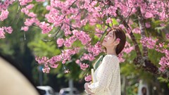 Lễ hội hoa mai anh đào Đà Lạt: Lan tỏa sắc xuân, nâng tầm thương hiệu du lịch