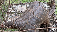 Lâm Đồng: Người dân giao nộp cá thể tê tê quý hiếm cho chính quyền