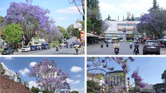 Phượng tím nở rộ, du lịch Đà Lạt thêm sức hút