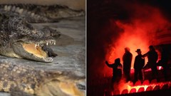 Chuyện lạ: Dùng hào cá sấu để chặn CĐV quá khích vào sân