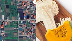 Kỳ lạ những con đường tên Nấm Kim Châm, Bí Đỏ,... tại Hà Nội