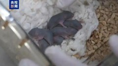 Chú chuột vũ trụ vừa sinh ra 9 chú chuột con 