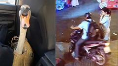 Toàn cảnh quá trình giải cứu thiên nga trắng 60 triệu bị nhét vào balo, “bắt cóc” khỏi Thảo Cầm Viên