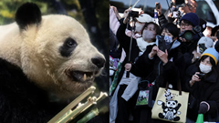 Hàng dài người dân Nhật Bản xúc động xếp hàng chia tay cặp gấu trúc sinh đôi quay trở về Trung Quốc, sở thú có thể thiệt hại tới 3.400 tỷ đồng/năm
